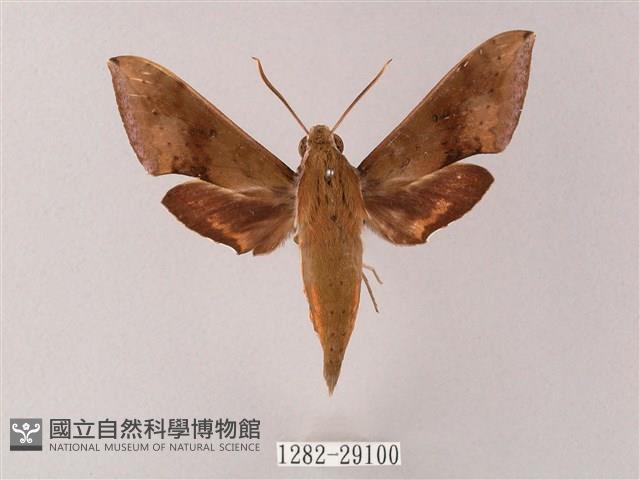 臺灣白肩天蛾藏品圖，第1張