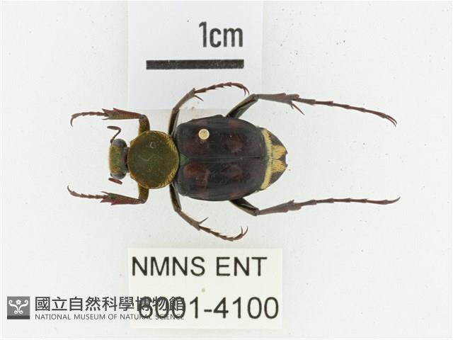 黃肩長腳花金龜藏品圖，第1張