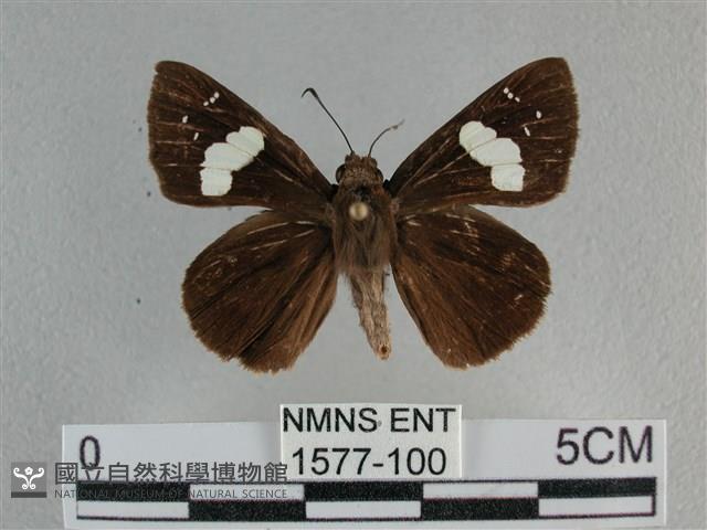 曲紋袖弄蝶藏品圖，第1張