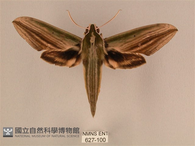 棕綠背線天蛾藏品圖，第1張