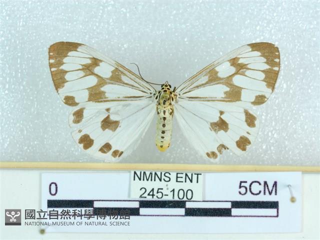 粉蝶燈蛾藏品圖，第1張