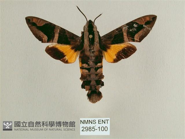 背帶長喙天蛾藏品圖，第1張