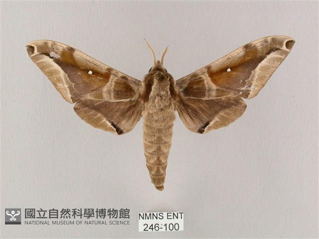 白點天蛾 藏品圖，第1張