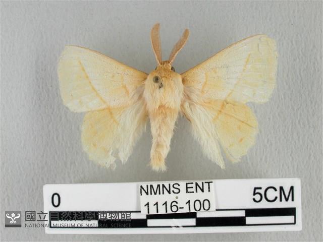 青枯葉蛾藏品圖，第1張