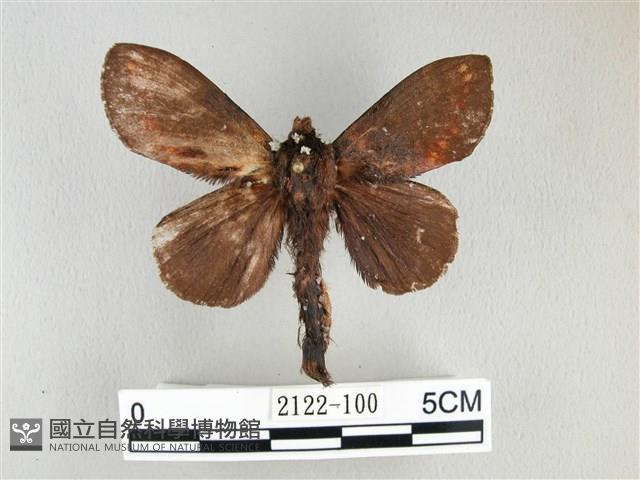 黃斑枯葉蛾藏品圖，第1張