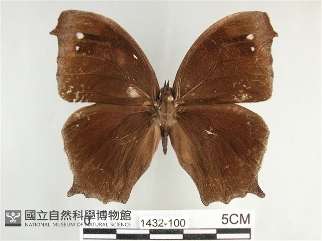森林暮眼蝶、黑樹蔭蝶藏品圖，第1張