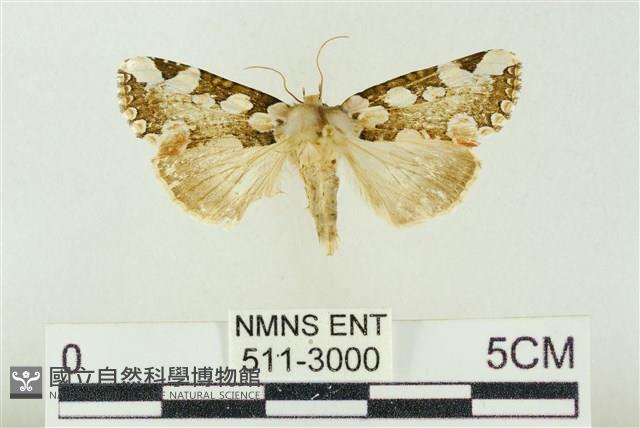 連珠波紋蛾藏品圖，第1張