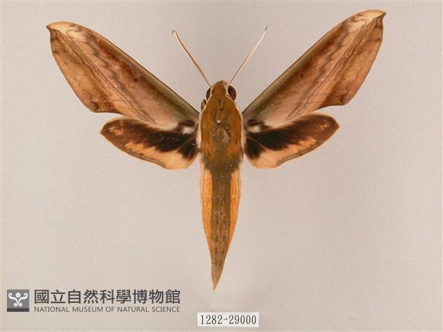 綠背斜紋天蛾藏品圖，第1張