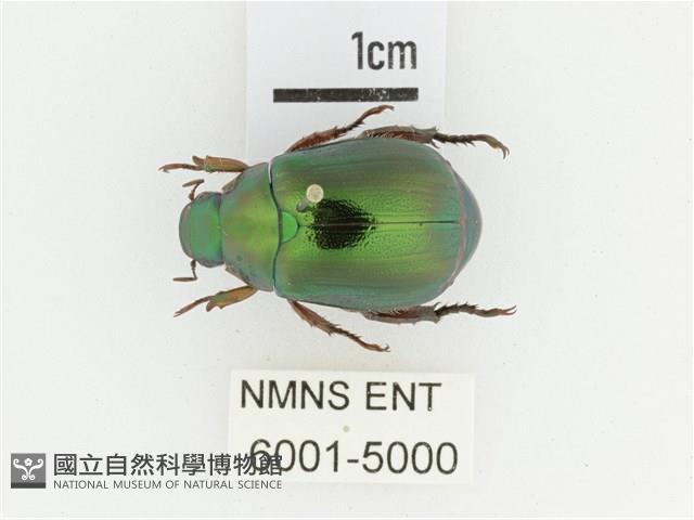 綠艷金龜藏品圖，第1張