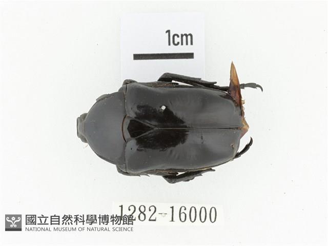 臺灣黑騷金龜藏品圖，第1張