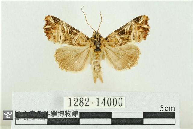 紅暈散紋夜蛾藏品圖，第1張