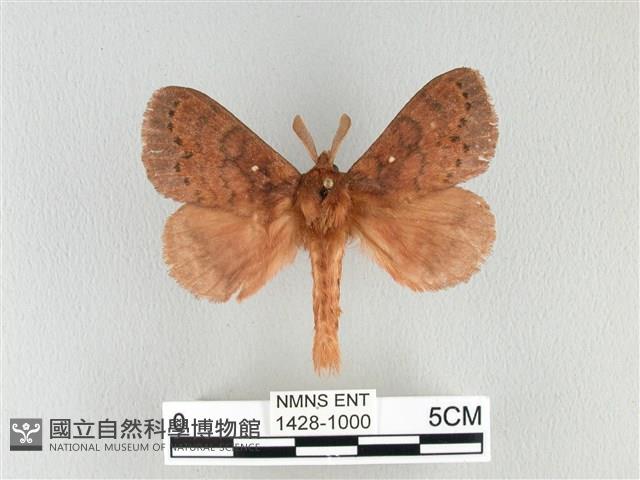 波紋枯葉蛾藏品圖，第1張