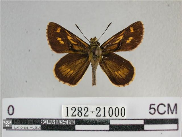 黃星弄蝶藏品圖，第1張