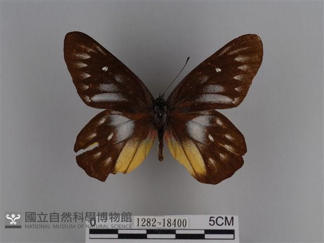 豔粉蝶藏品圖，第1張