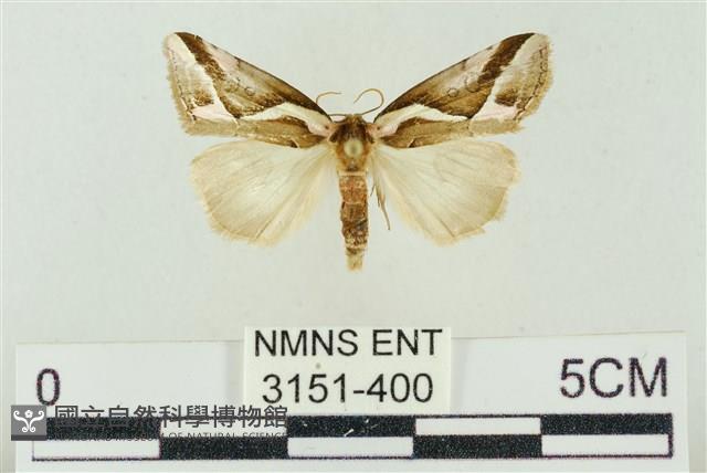 素木氏美波紋蛾藏品圖，第1張