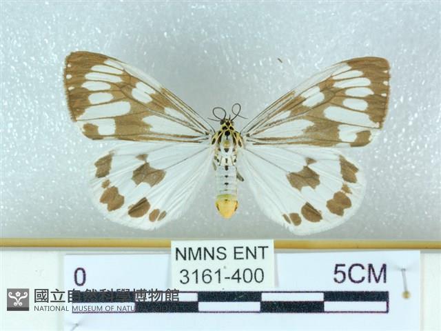 粉蝶燈蛾藏品圖，第1張