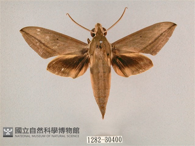 背帶斜紋天蛾藏品圖，第1張