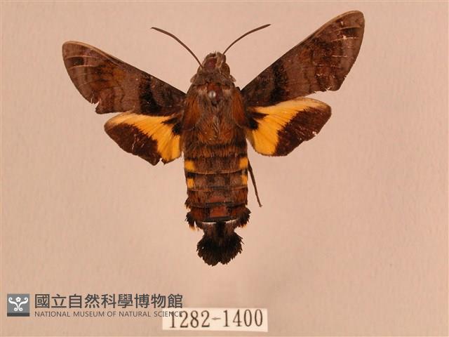 叉帶長喙天蛾藏品圖，第1張