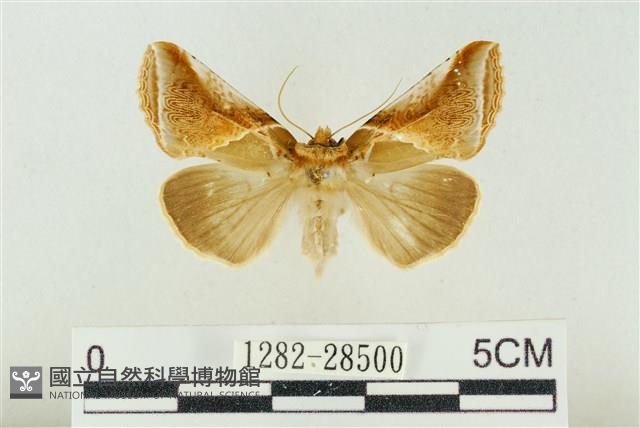 印華波紋蛾藏品圖，第1張