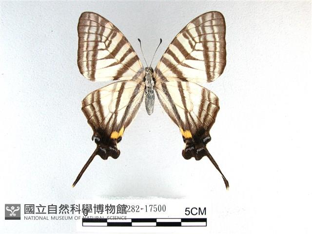 劍鳳蝶藏品圖，第1張