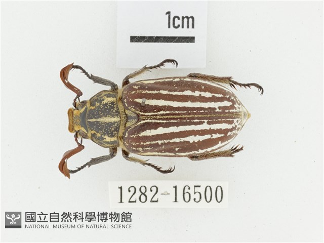 臺灣白條金龜藏品圖，第1張