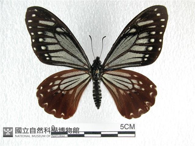 斑鳳蝶藏品圖，第1張