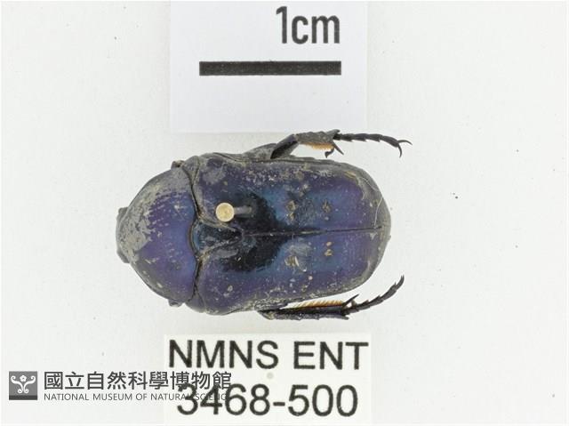 藍艷白點花金龜藏品圖，第1張