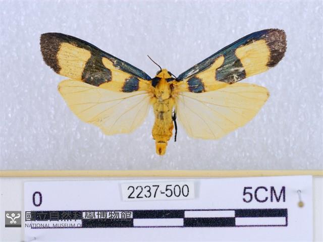 閃光苔蛾藏品圖，第1張