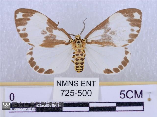 後凸蝶燈蛾藏品圖，第1張