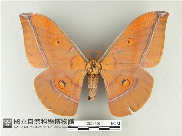 紅目天蠶蛾藏品圖，第1張