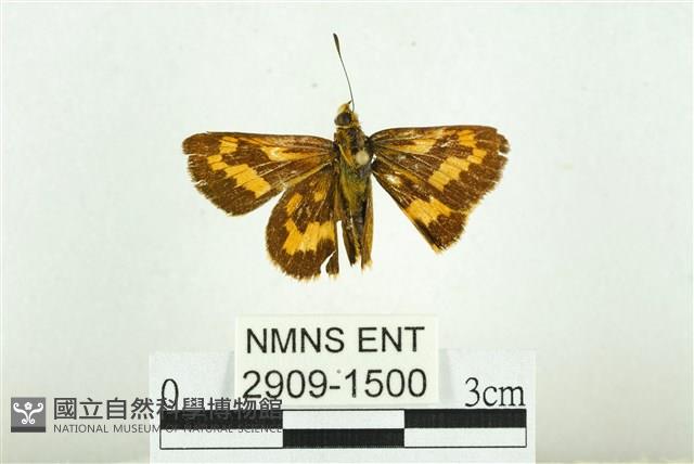 黃斑弄蝶藏品圖，第1張