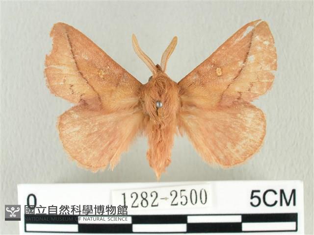 褐斜帶枯葉蛾藏品圖，第1張