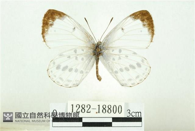 白雀斑灰蝶藏品圖，第1張