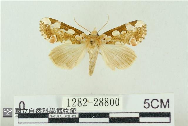 連珠波紋蛾藏品圖，第1張