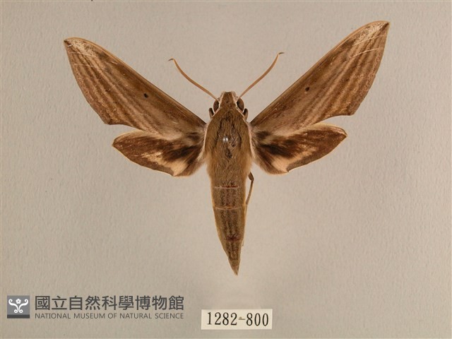 背線天蛾藏品圖，第1張