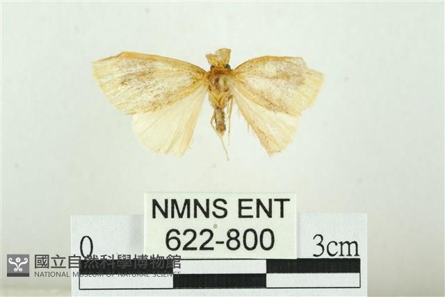 寬紋黃毒蛾藏品圖，第1張