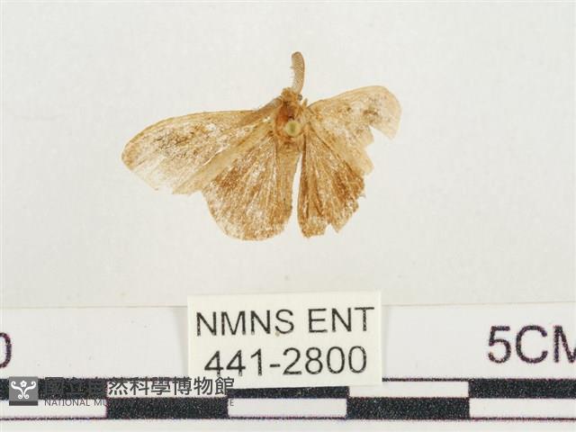 小白紋毒蛾藏品圖，第1張