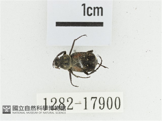 黑虎斑花金龜藏品圖，第1張