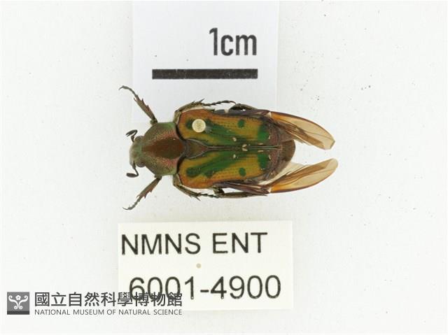 黑斑陷紋金龜藏品圖，第1張