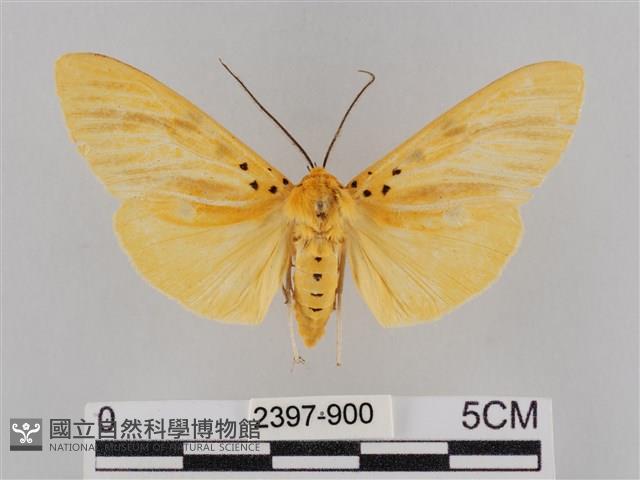 橙擬燈蛾藏品圖，第1張