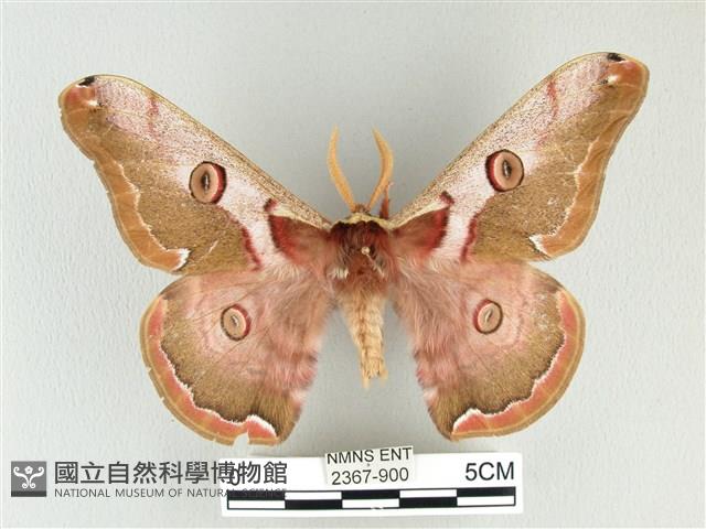 綠目天蠶蛾藏品圖，第1張