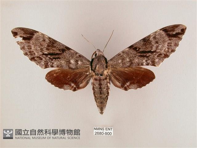 粗斜紋天蛾藏品圖，第1張