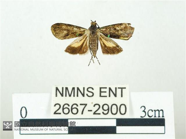 叉紋閃舞蛾藏品圖，第1張