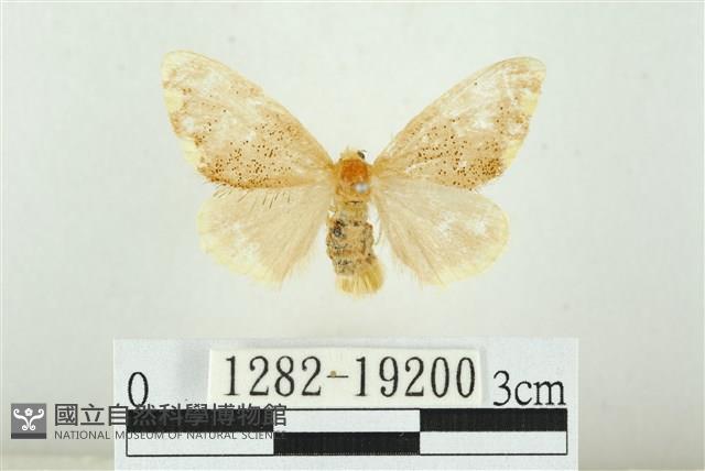 黑翅黃毒蛾藏品圖，第1張