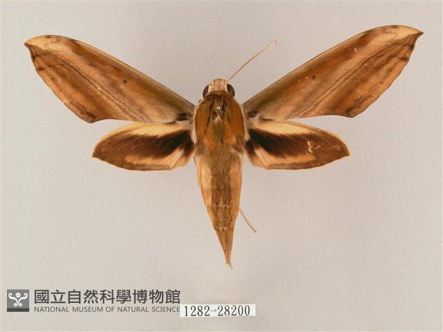 綠背斜紋天蛾藏品圖，第1張