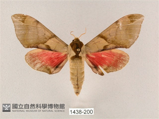 榆綠天蛾藏品圖，第1張