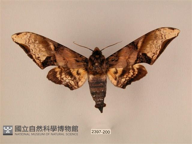 臀角斑天蛾藏品圖，第1張