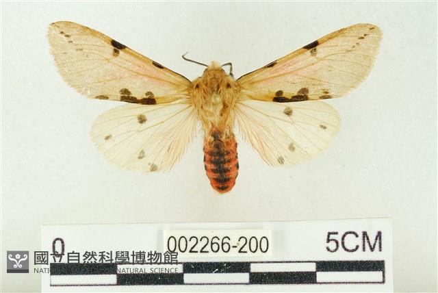 棍棒污燈蛾藏品圖，第1張