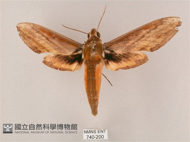 綠背斜紋天蛾藏品圖，第1張