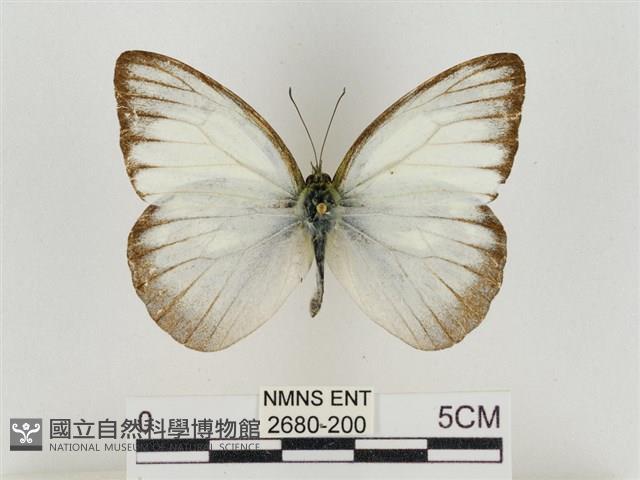 淡褐脈粉蝶藏品圖，第1張